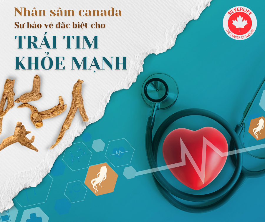 nhan sam Canada bao ve suc khoe tim mach
